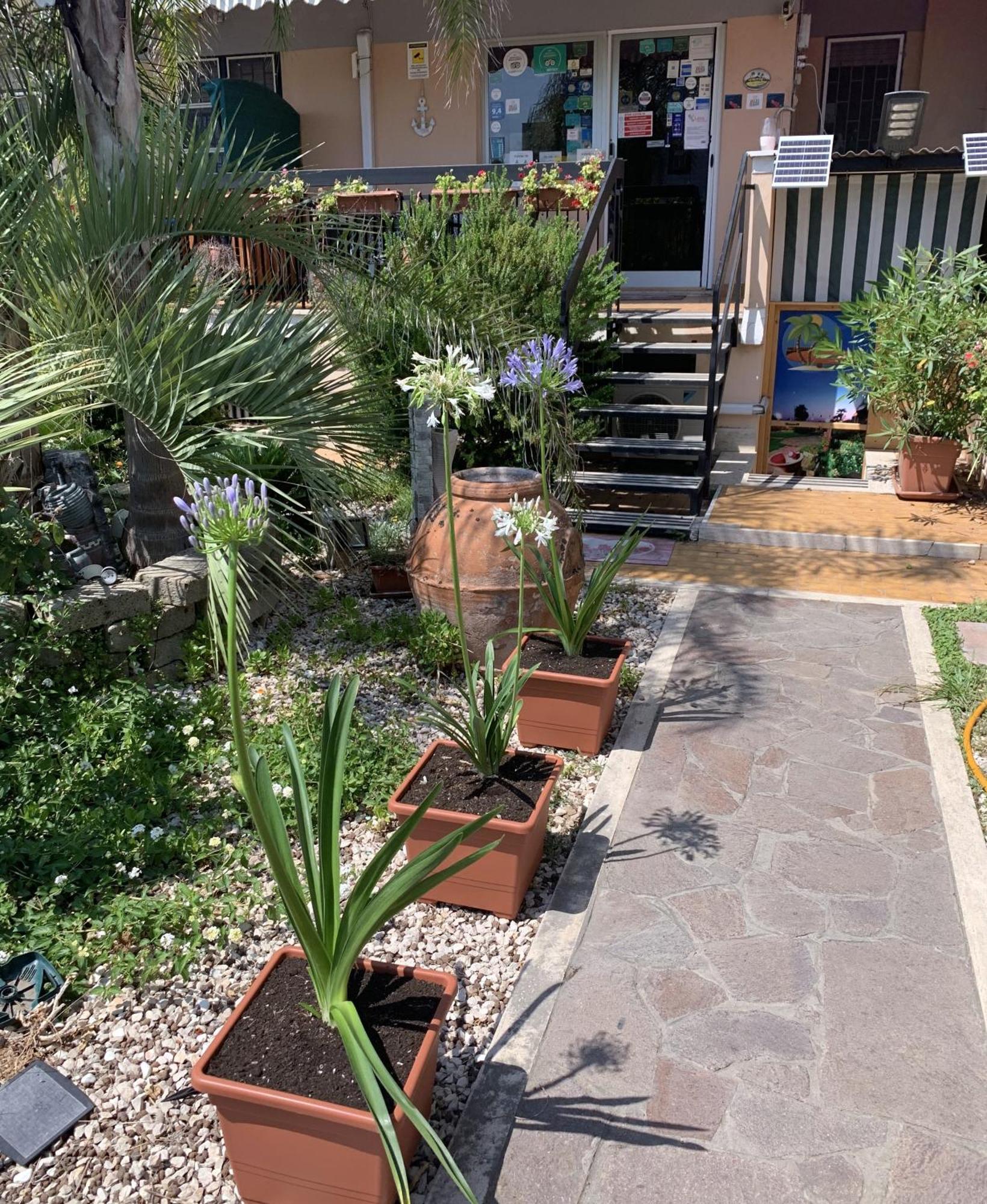 Il Giardino Di Adriana B&B Terracina Esterno foto